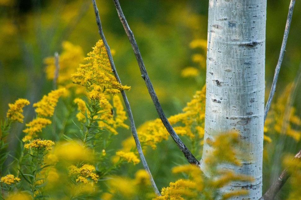 Free Image of Goldenrod Flowers by Aspen Tree Trunk 