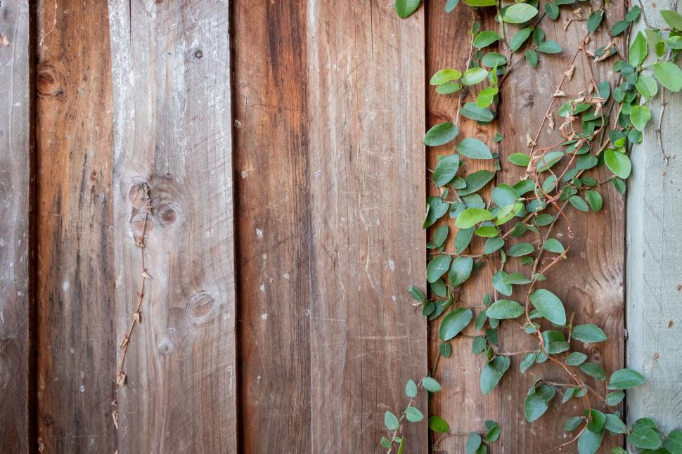 Free Image of wood fence vine leaves growth background ivy house nature texture wall wooden climbing natural growing foliage sunlight daytime weathered redwood wallpaper backdrop 