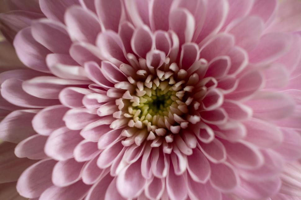 Free Image of Close-up image of a vibrant pink chrysanthemum 