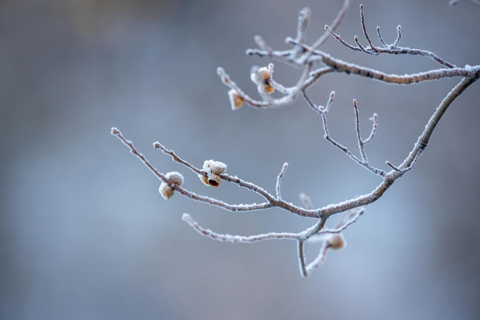 Free Image of Frost-covered branches in a tranquil forest 