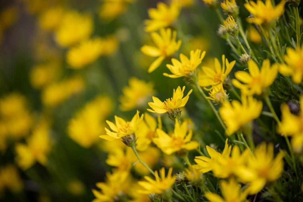 Free Image of Close-up of yellow wildflowers in a field 
