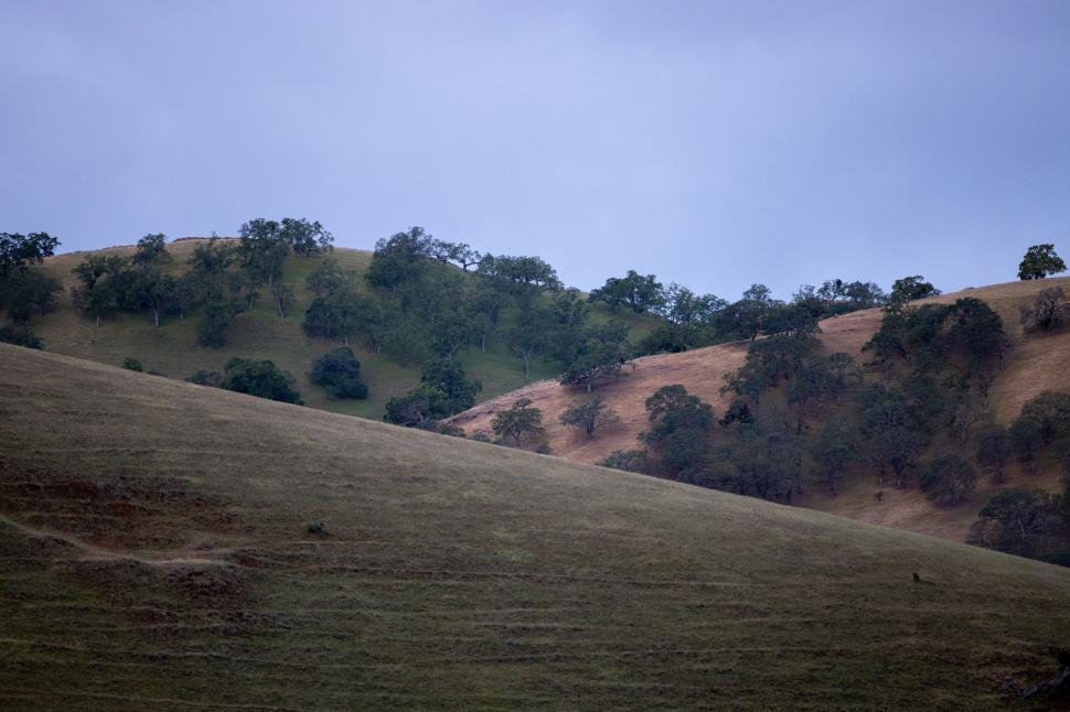 Free Image of Rolling hills with oak trees under cloudy sky 
