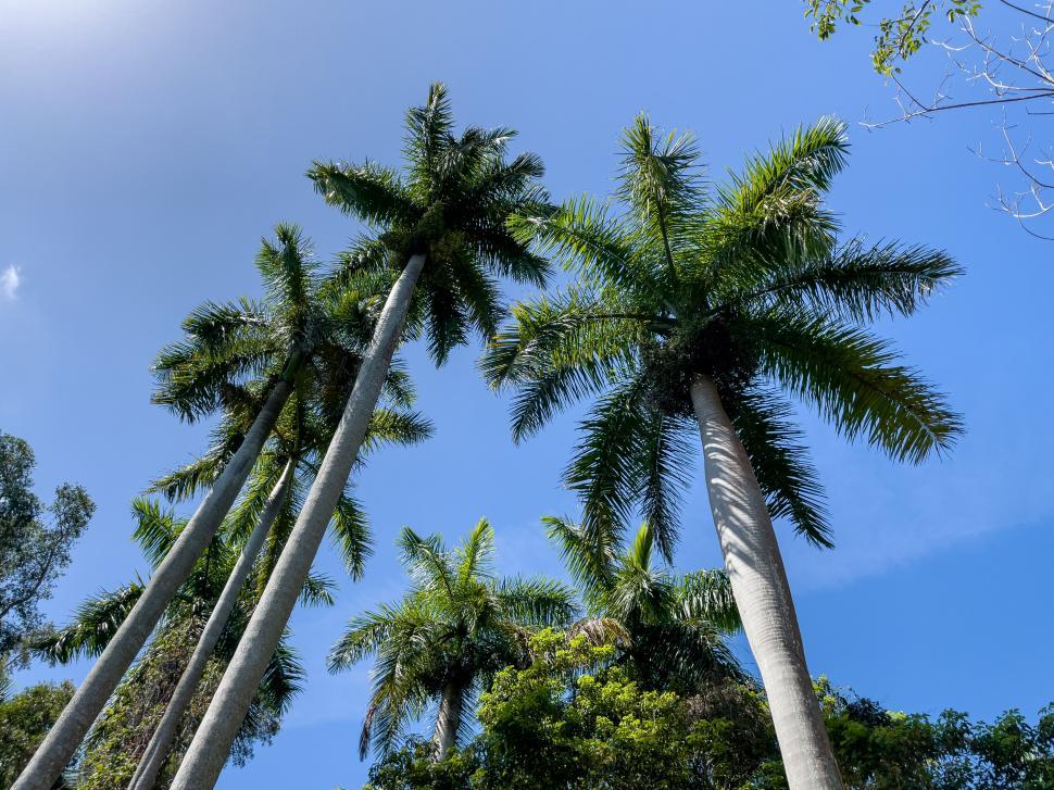 Free Image of Tall palm trees against a clear blue sky 