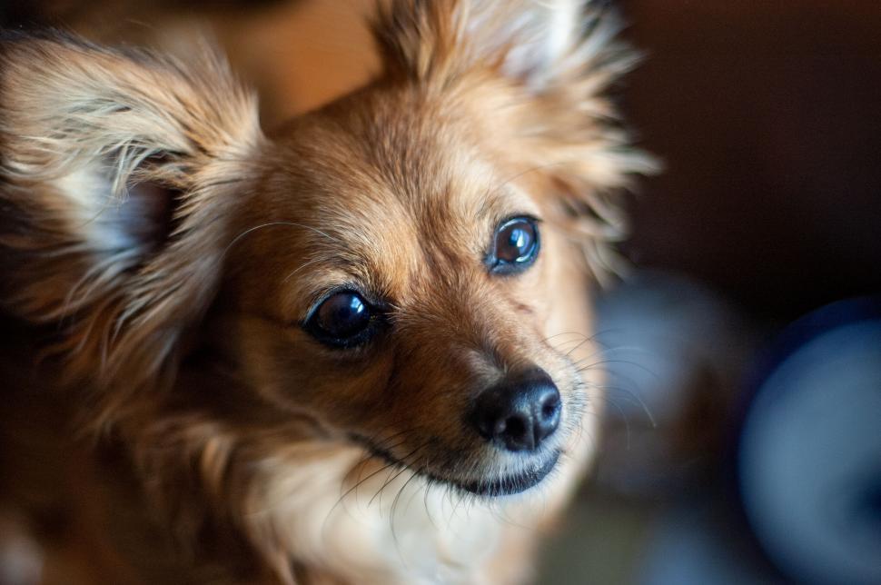Free Image of Small Brown Dog With Blue Eyes 