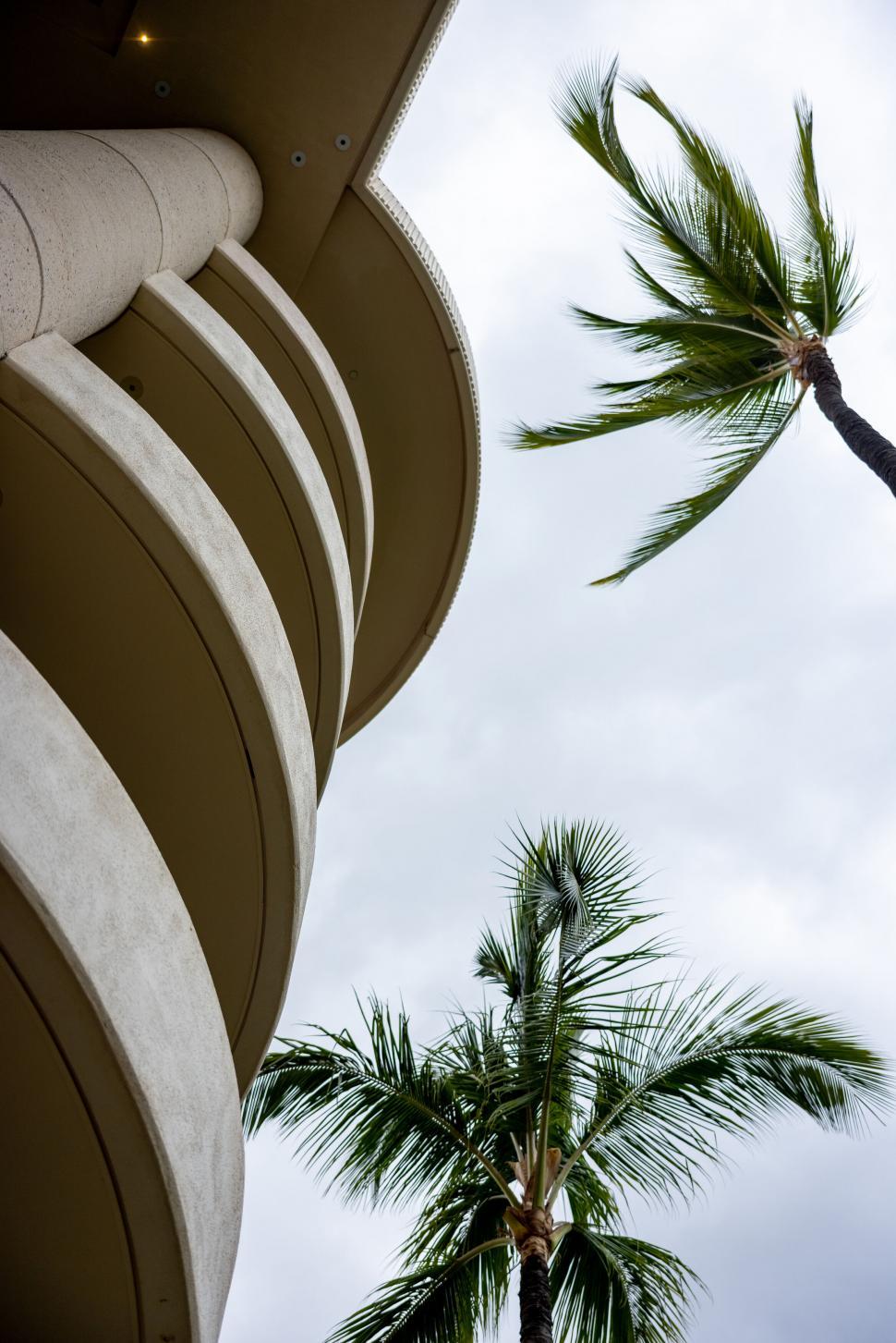 Free Image of Curved architecture and palm trees against sky 