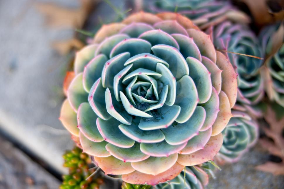 Free Image of Vibrant succulent plant close-up details 