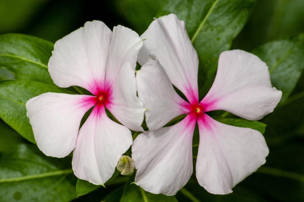 Free Image of Close-up of vibrant pink Madagascar periwinkle 