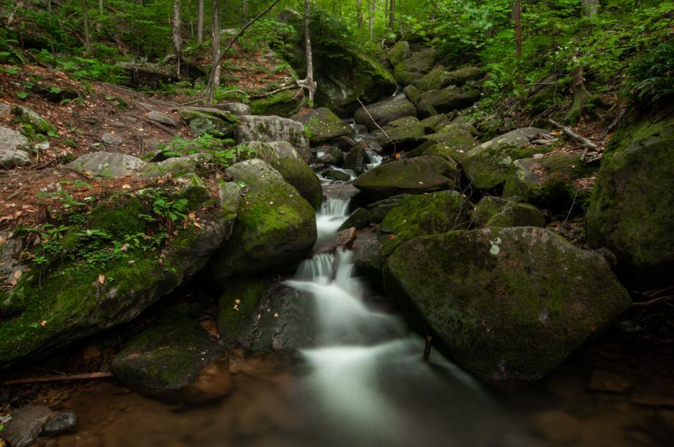 Free Image of Serene forest stream with moss-covered rocks 