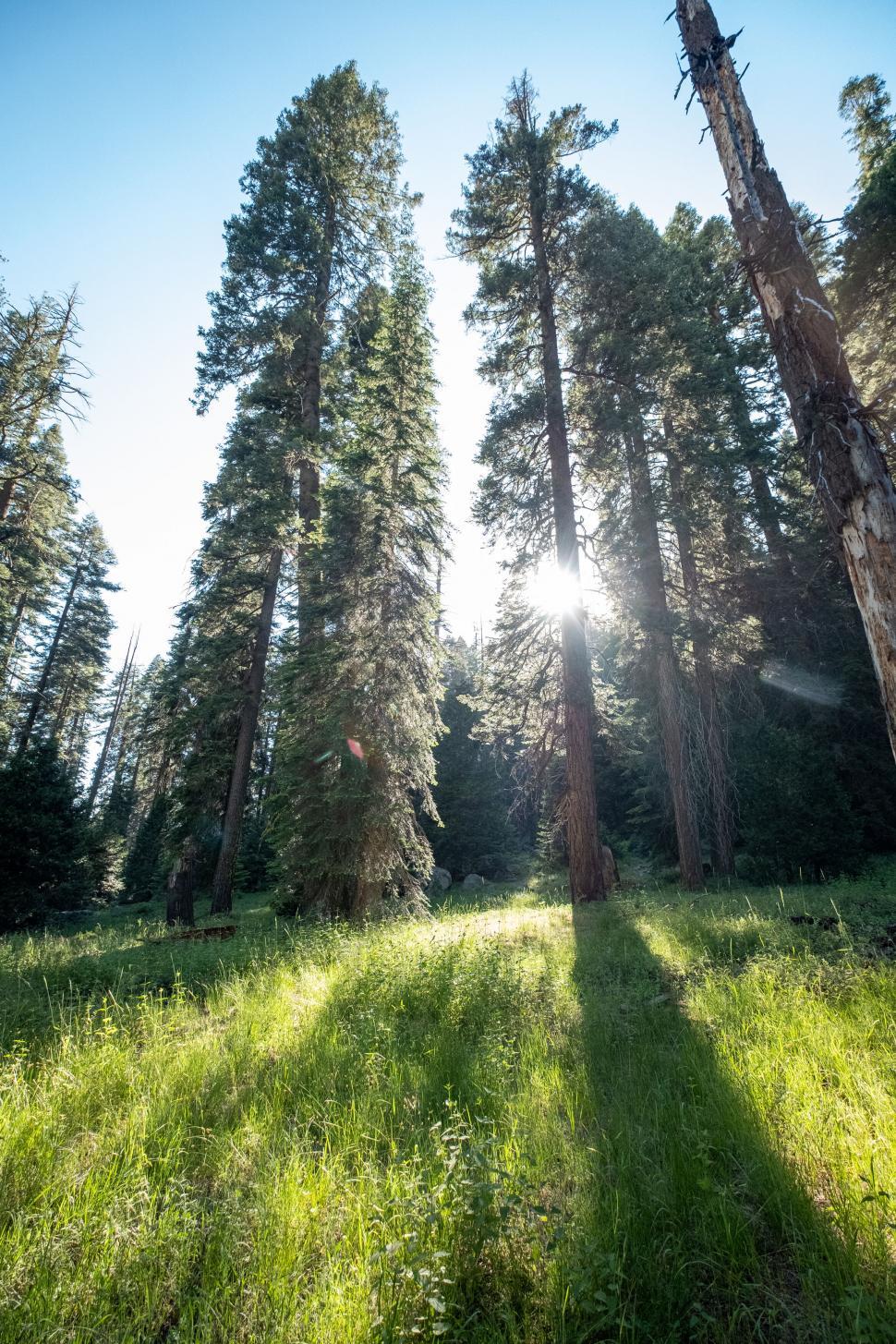 Free Image of Sunlight piercing through towering sequoias 