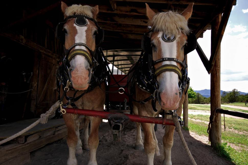 Free Image of Hitched horses 