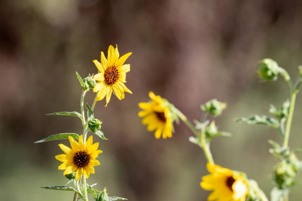 Free Image of Sunflowers blooming against a bokeh backdrop 