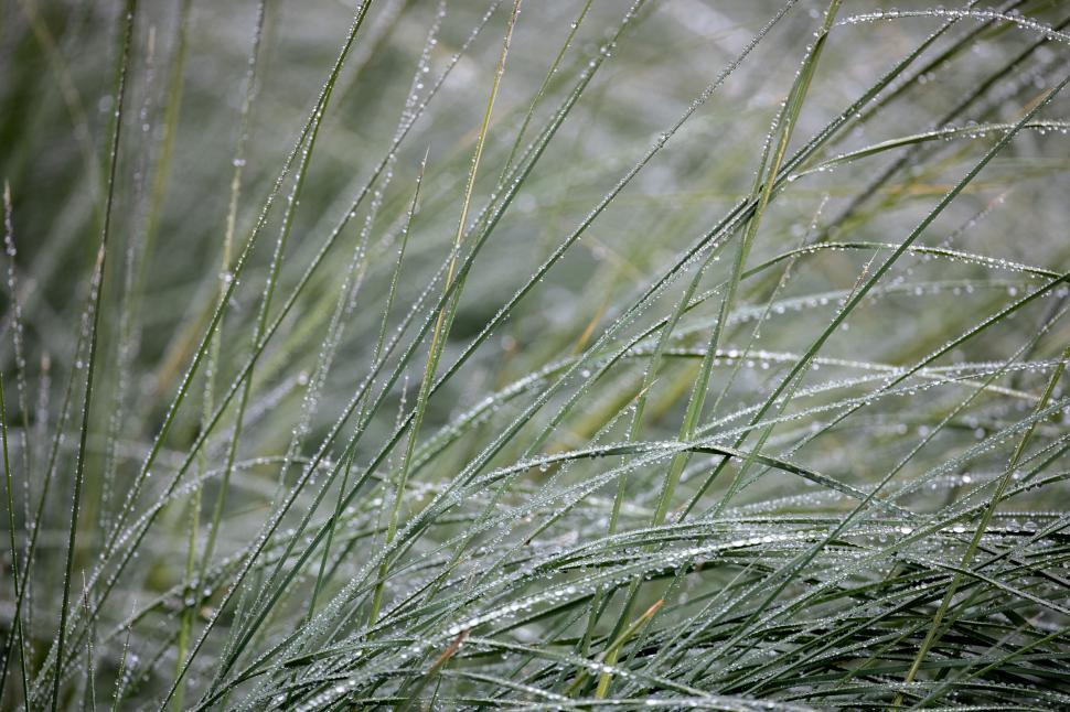 Free Image of Dew drops glistening on green grass 