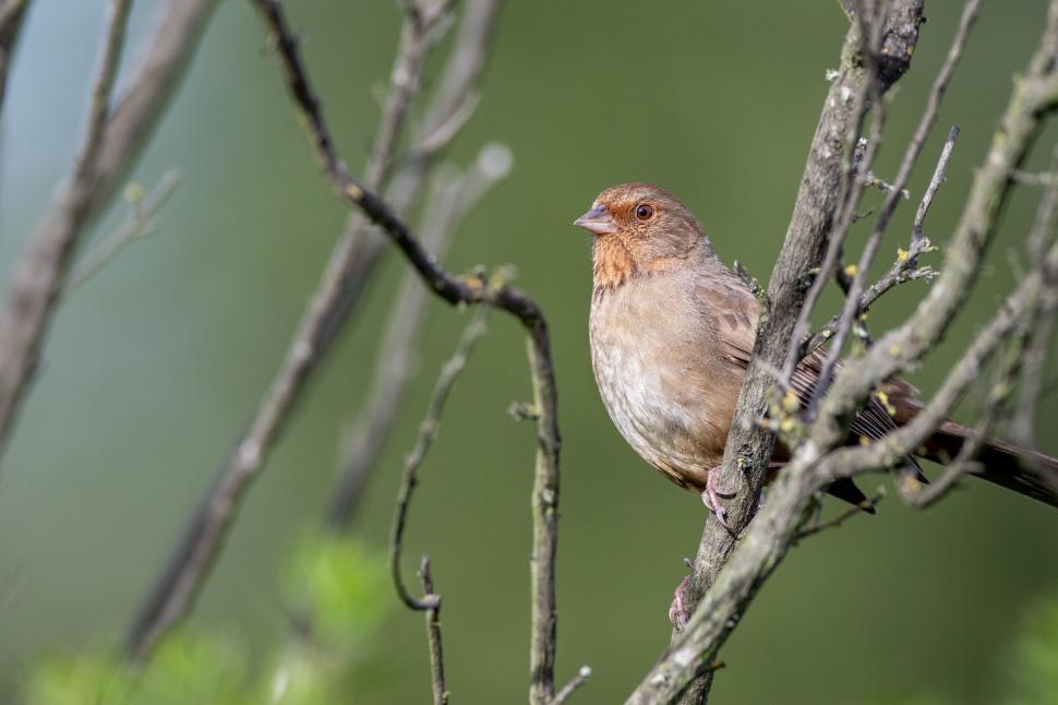 Free Image of Brown bird perched on leafless branches 