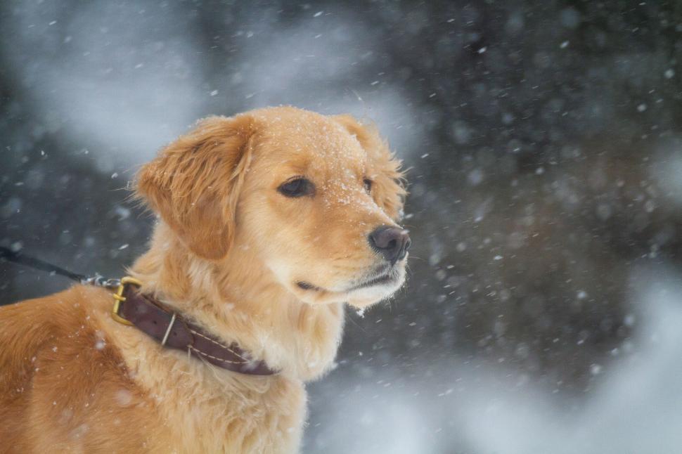 Free Image of Golden retriever dog in snowy weather 
