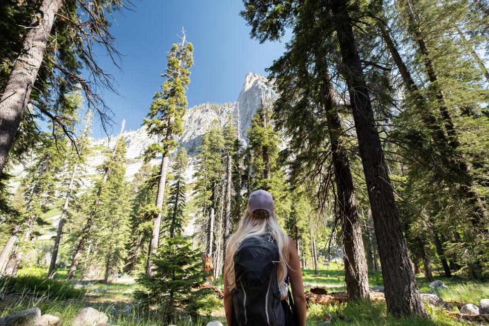Free Image of Hiker looking up at towering trees in forest 