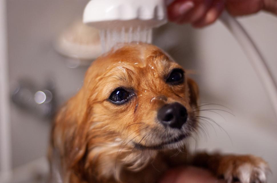 Free Image of Dog getting bathed with blurred face 