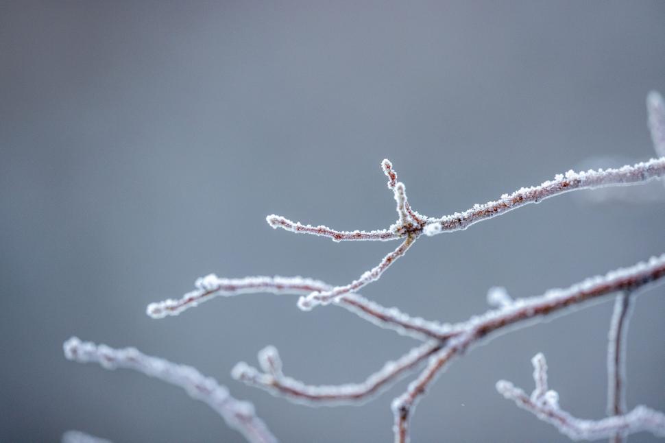 Free Image of Close-up of frost covered tree branches 