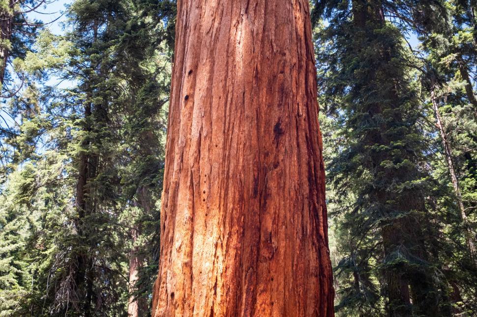 Free Image of Giant sequoia tree in a dense forest 