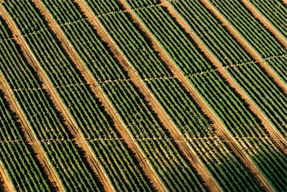 Free Image of Aerial view of symmetrical vineyard rows 