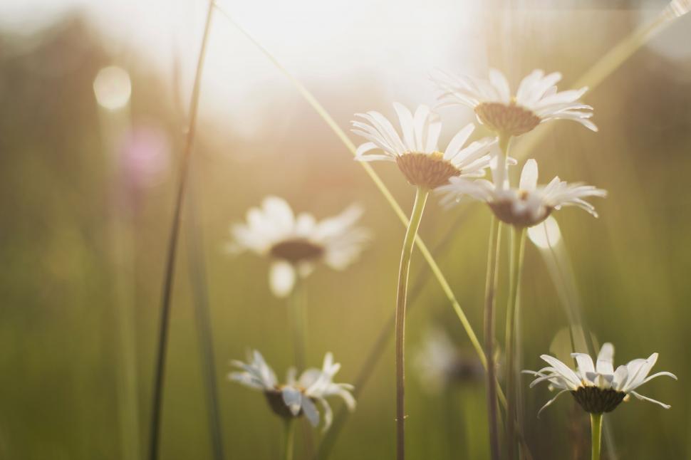 Free Image of Sunlit daisies in a soft focus meadow 
