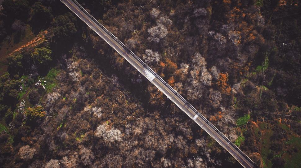 Free Image of Aerial shot of road amidst autumn trees 