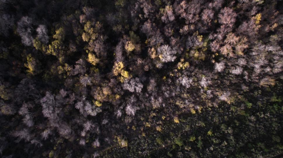 Free Image of Aerial view of a dense forest in autumn 