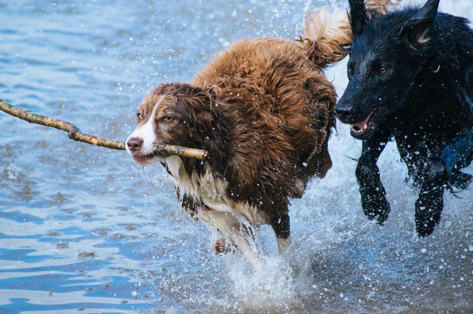 Free Image of Active dogs playing with a stick in water 