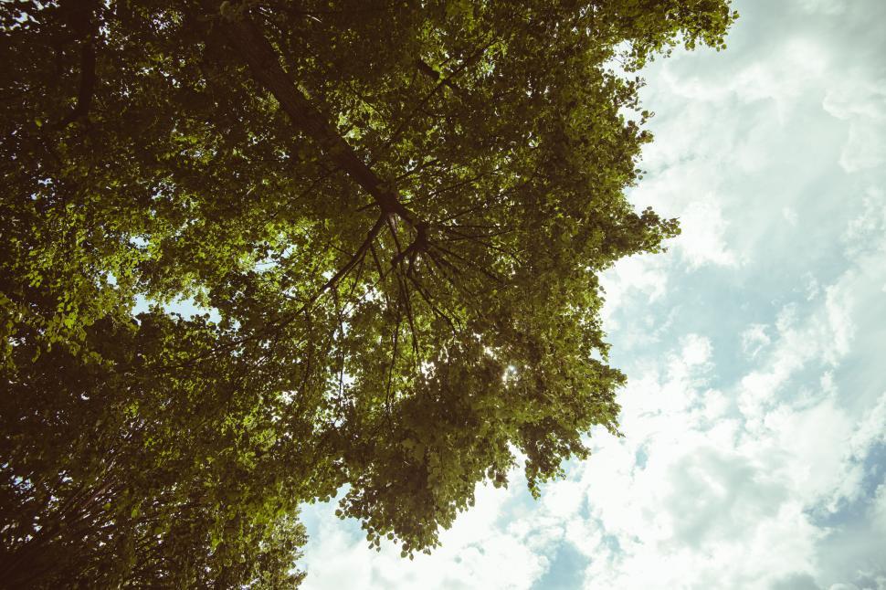 Free Image of Looking up the trunk of a green tree 