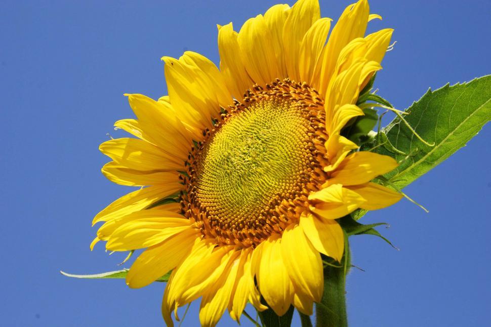 Free Image of Open sunflower 
