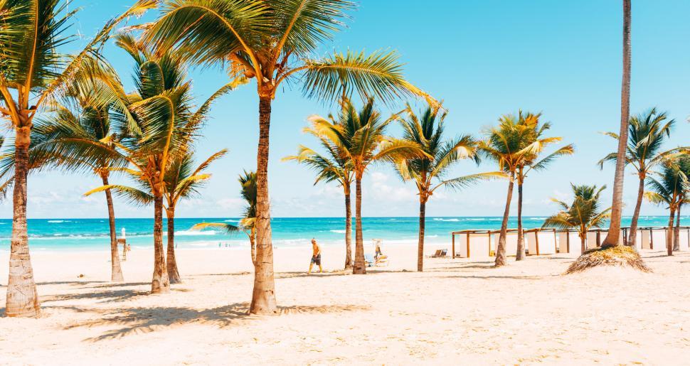 Free Image of Sunny tropical beach with palm trees 
