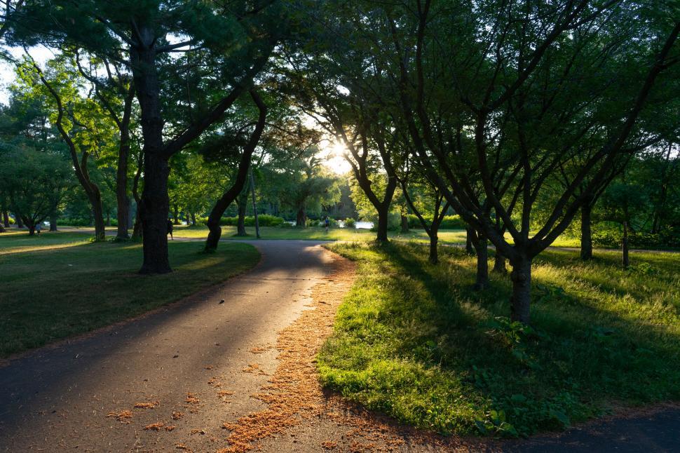 Free Image of Sunlit park path with trees casting shadows 