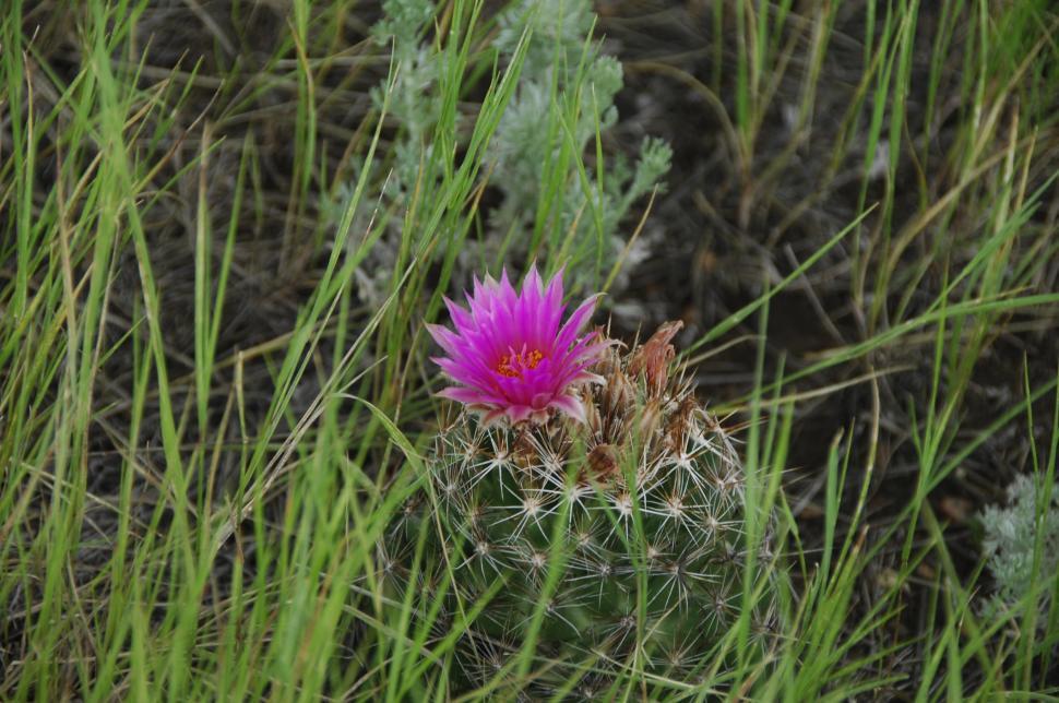 Free Image of Close-up of Flowering cactus 