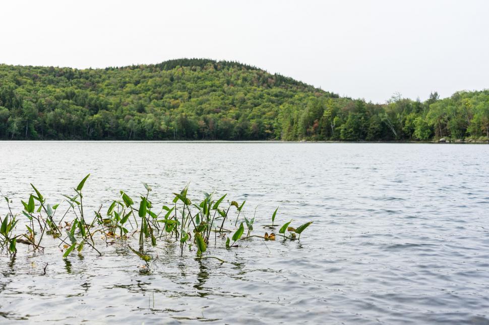 Free Image of Freshwater lake surrounded by lush greenery 
