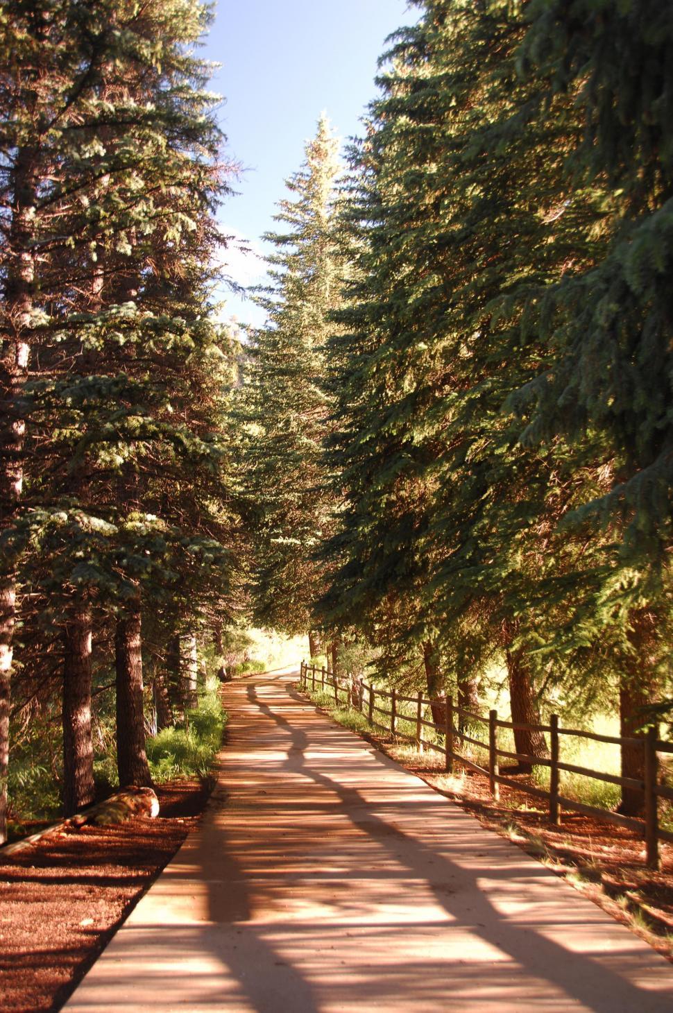 Free Image of Wooden walkway through trees 