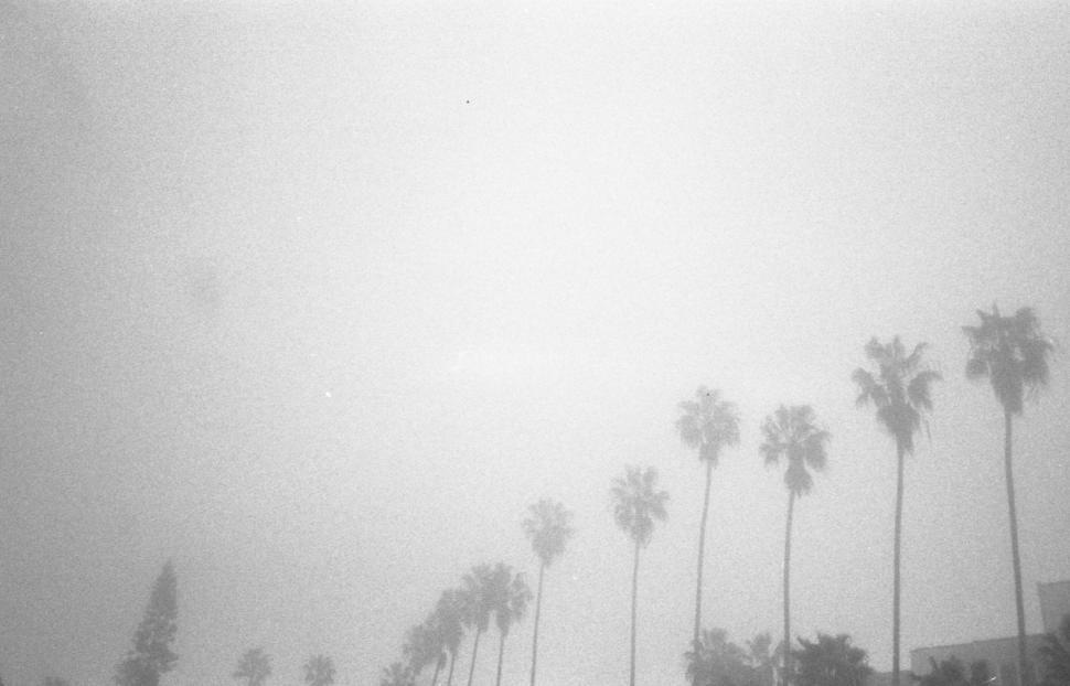 Free Image of Misty palm trees silhouette against sky 