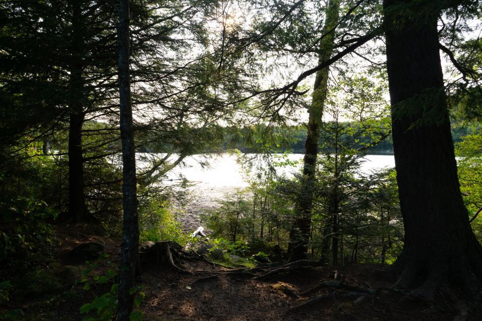 Free Image of Serene lake view through forest trees 