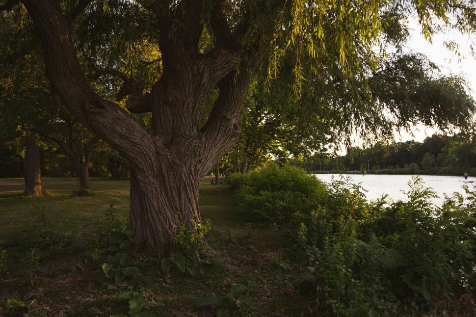 Free Image of Majestic tree in a serene park setting 