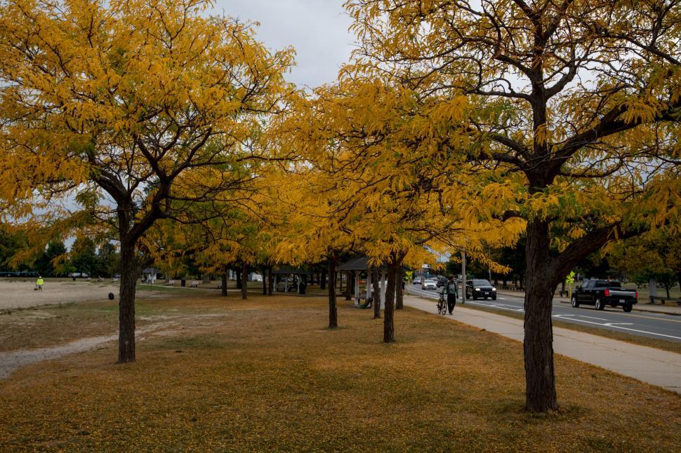 Free Image of Golden autumn trees lining a city street 