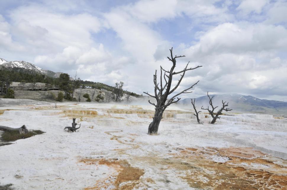 Free Image of Dead trees in Mammoth Hot Springs  