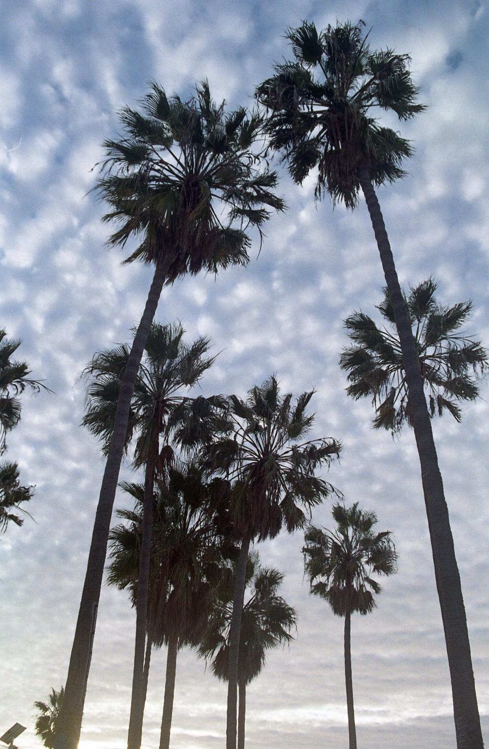 Free Image of Tall palm trees against a cloudy sky backdrop 