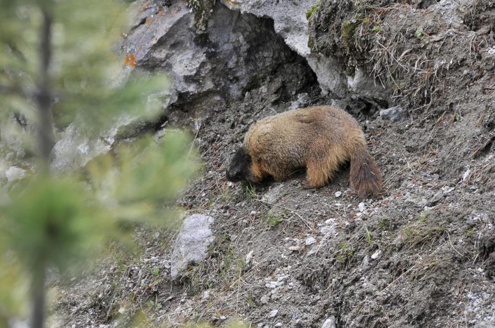 Free Image of Marmot 
