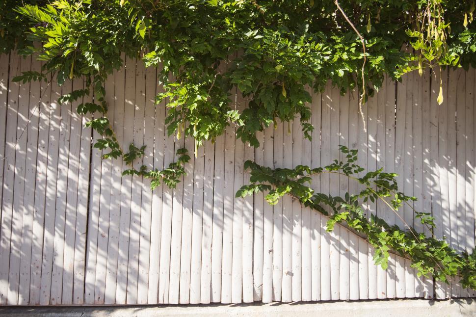Free Image of Ivy plant overtaking a wooden fence 