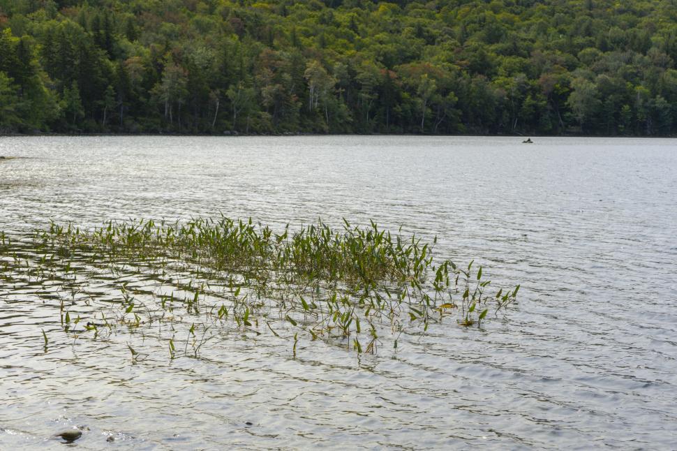 Free Image of Lake shore with reeds and distant canoe 