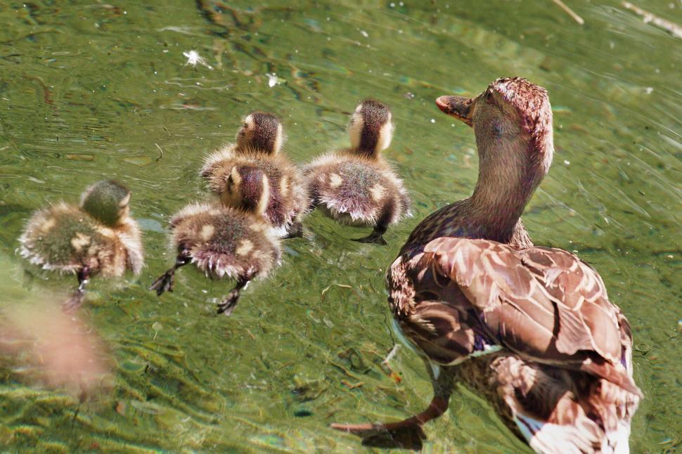 Free Image of Duck family 