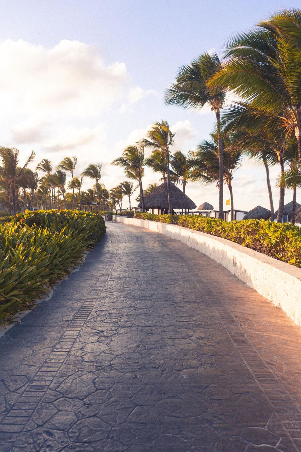 Free Image of Sunny pathway lined with palm trees and huts 