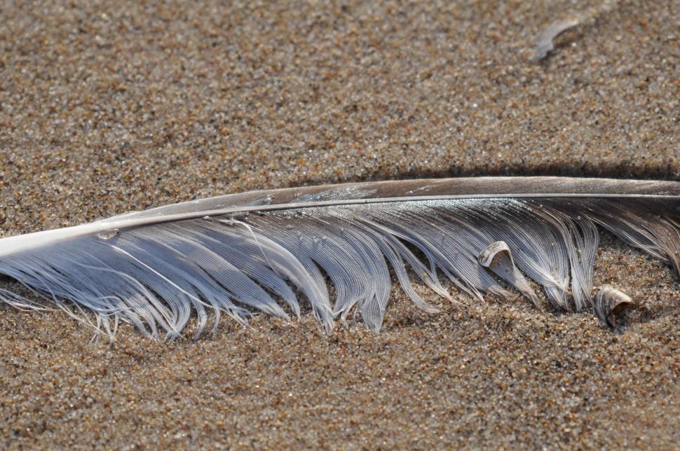 Free Image of Seagull feather 