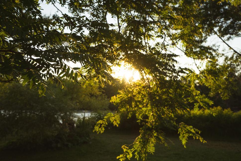 Free Image of Sunlight piercing through lush green foliage 