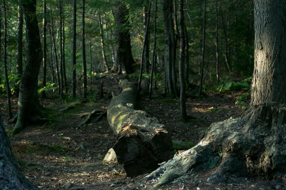 Free Image of Fallen log in a tranquil forest setting 