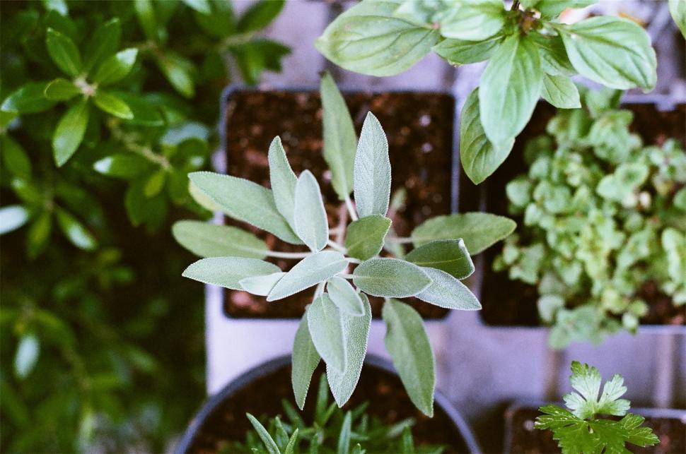 Free Image of Close-up of fresh sage plant in pots 