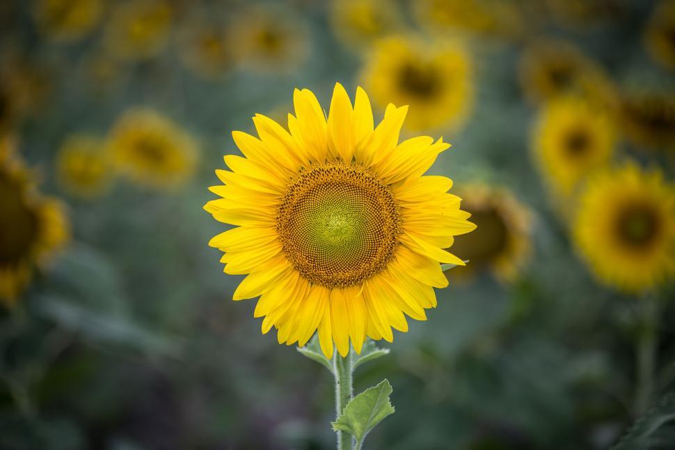 Free Image of Single sunflower in full bloom among field 